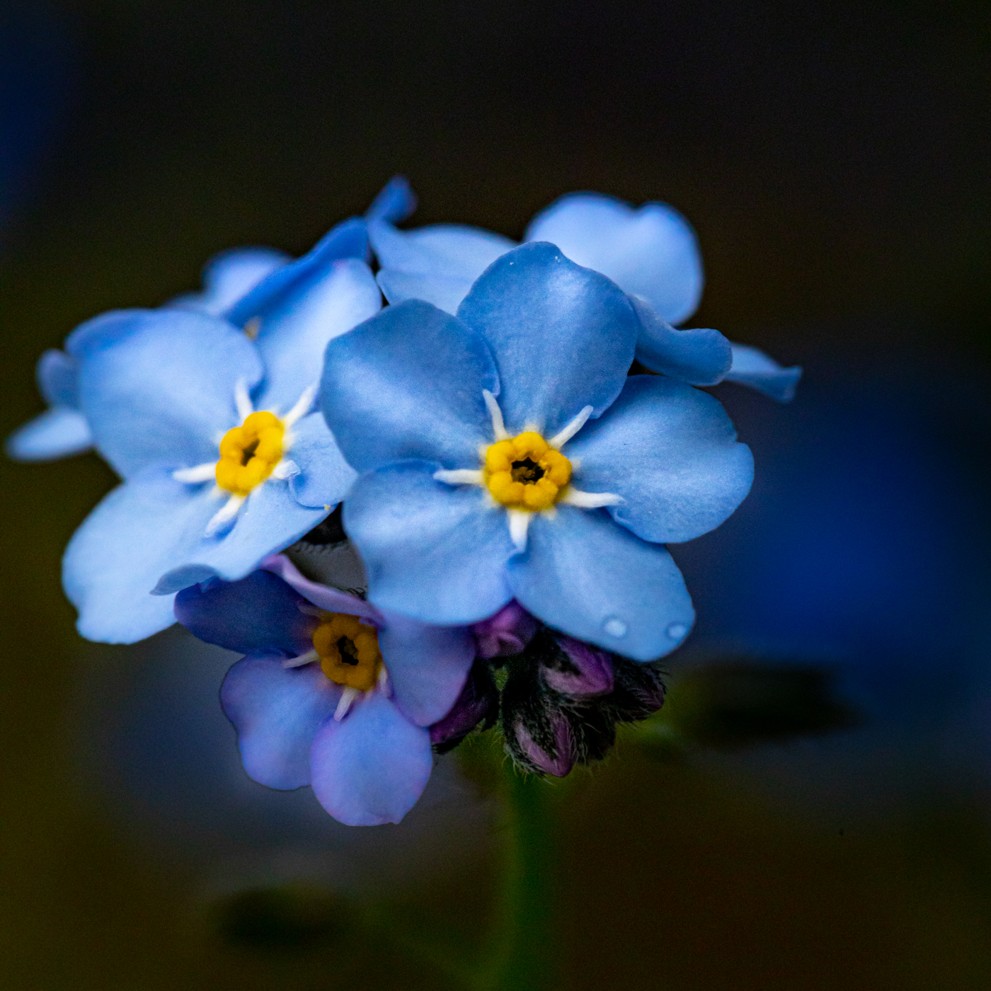 Blue