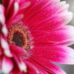 Gerbera