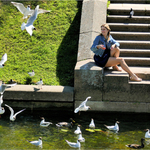 Krmení racků v Petershofu