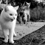 O pejskovi a kočičce