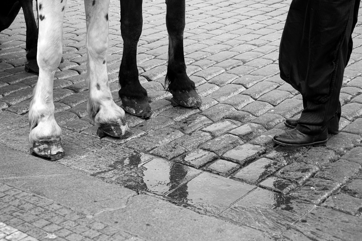 hot a čehý umíte?