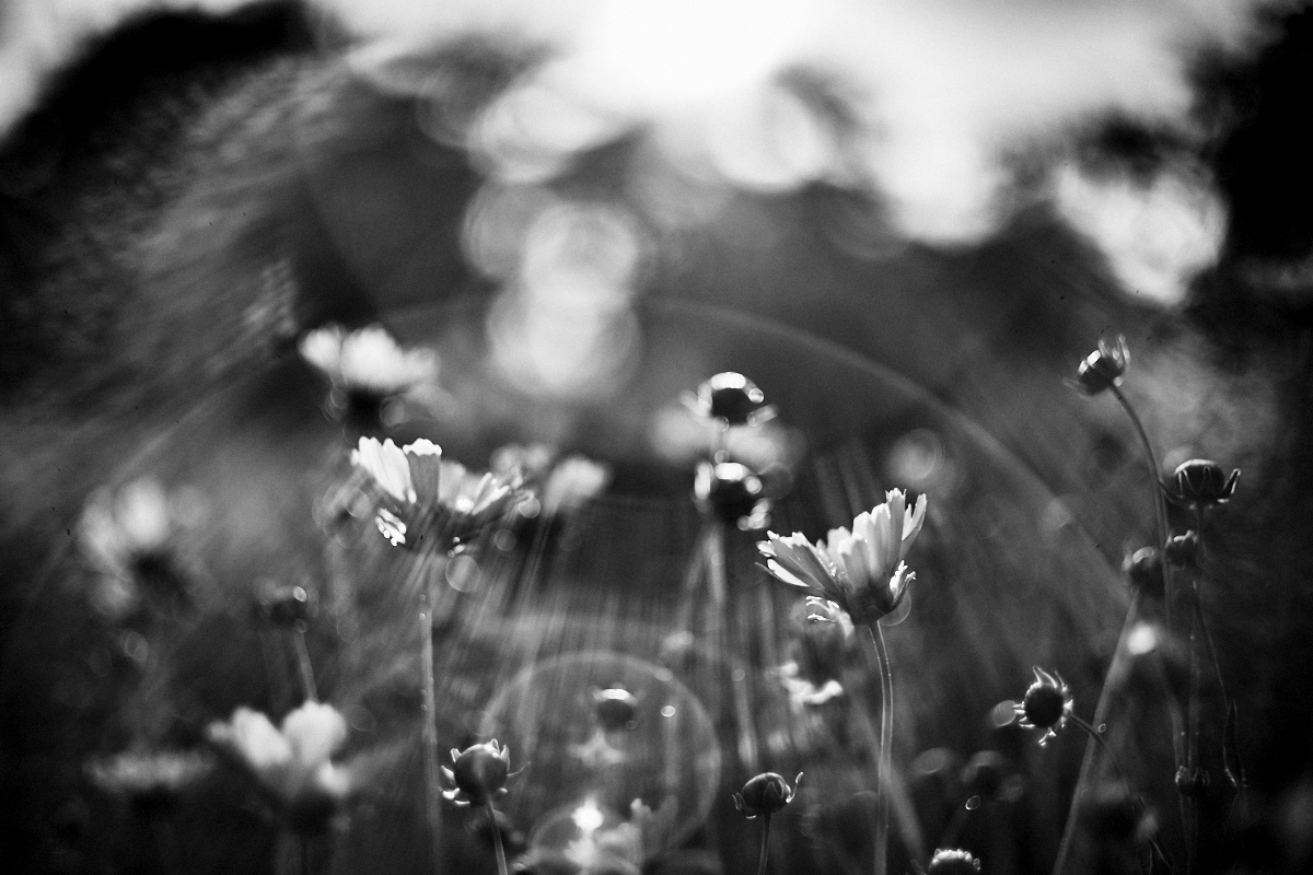 V ochranné atmosféře