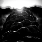 Hřibůvka prapodivná.... :o)