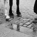 hot a čehý umíte?