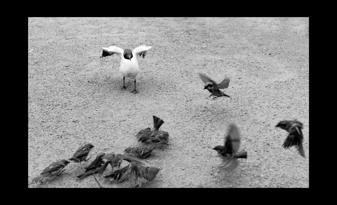 Tak co bude, chuligáni?