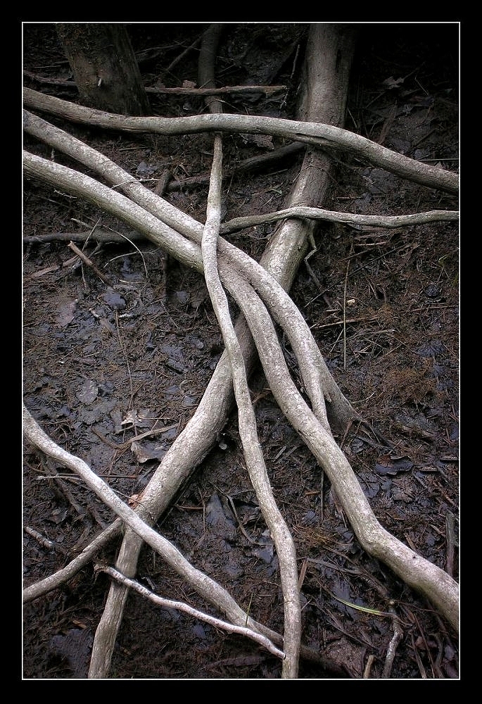 Vyschlý rybník
