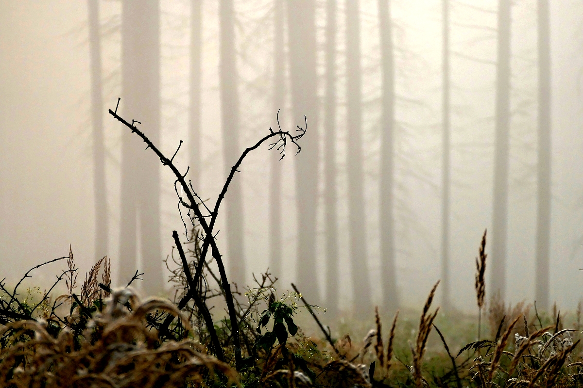 Mlhavé ráno