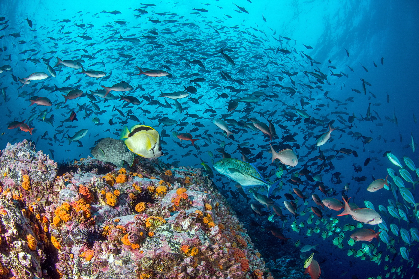 Fish Heaven