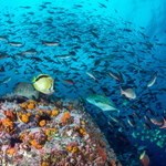 Fish Heaven