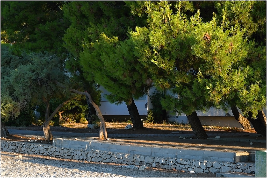     ranní světlo ve větvích