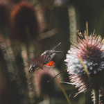 Dlouhozobka svízelová