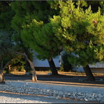     ranní světlo ve větvích