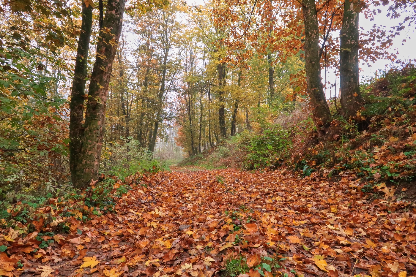 Lesní podzim okolo Třebíčska