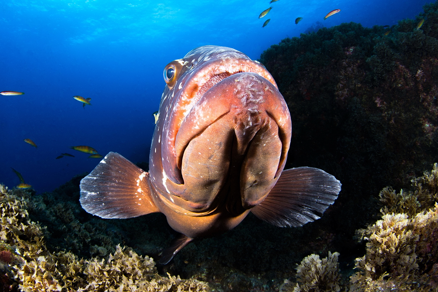 Epinephelus marginatus