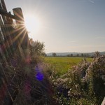 Za zbořeným plotem