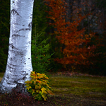 a tak si tu zijeme..