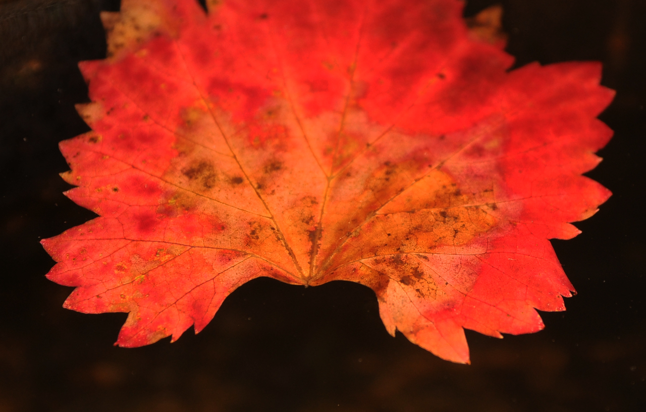 leaf