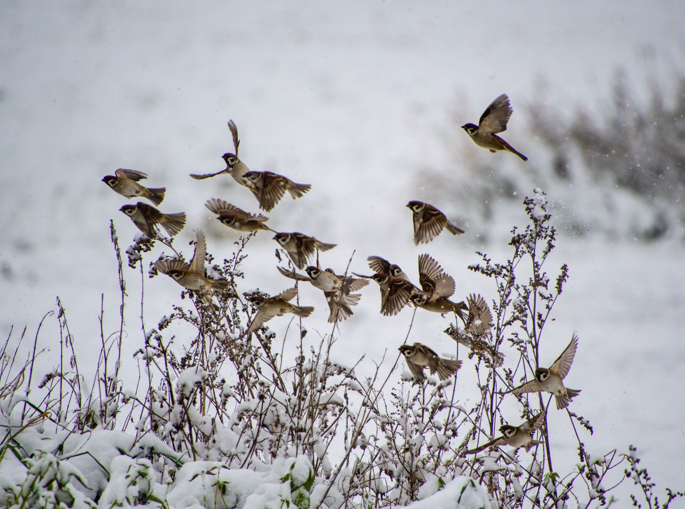 Birds
