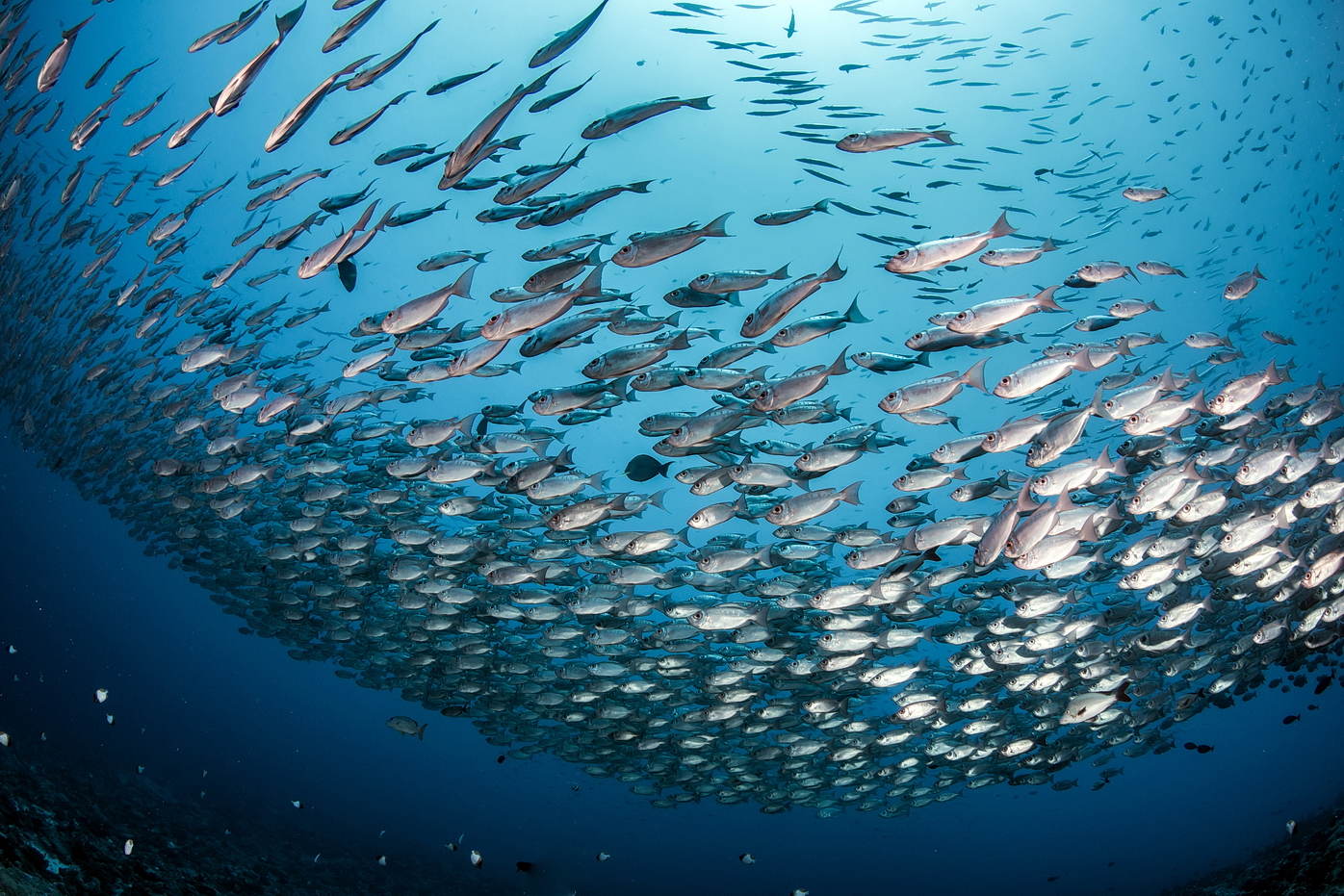 Fish