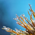 Úder prvního mrazu 2022