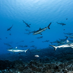 Tomakohua - Fakarava