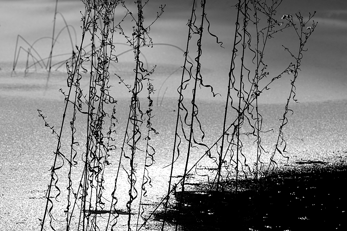 Vlnky u Cerneho jezera