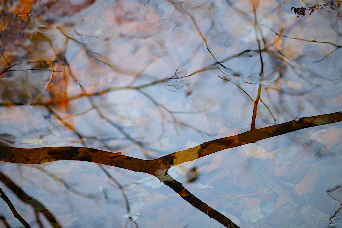 Predzimni mrveni s odrazem " why? "