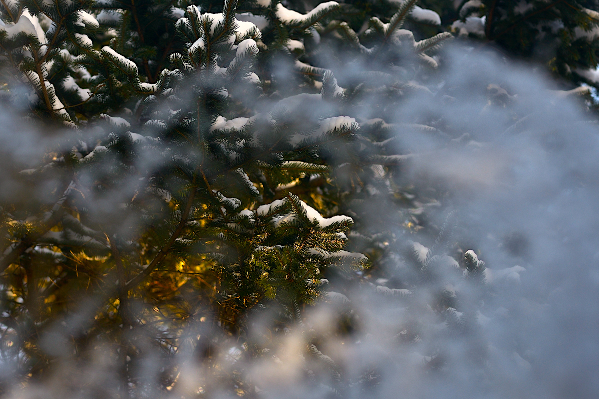 Svetlo ve smrkovem lese