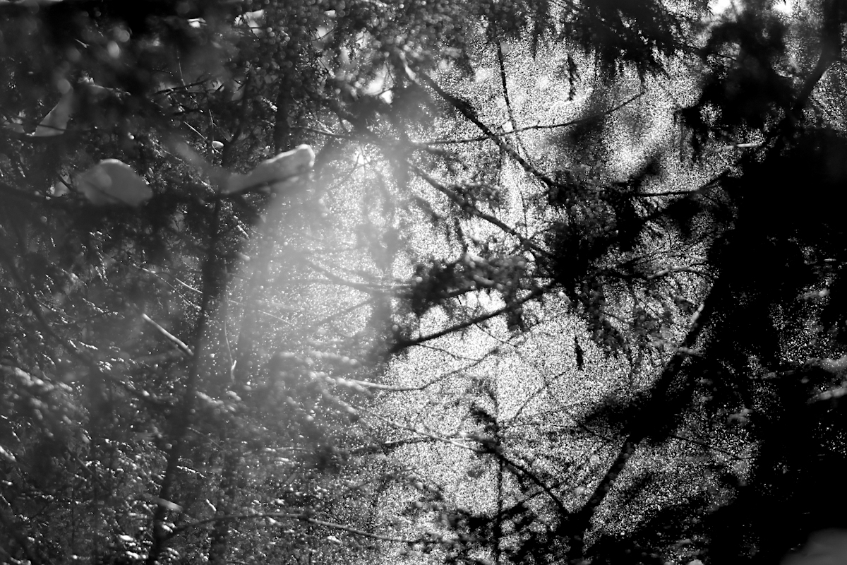 V sousednim smrkovem lese