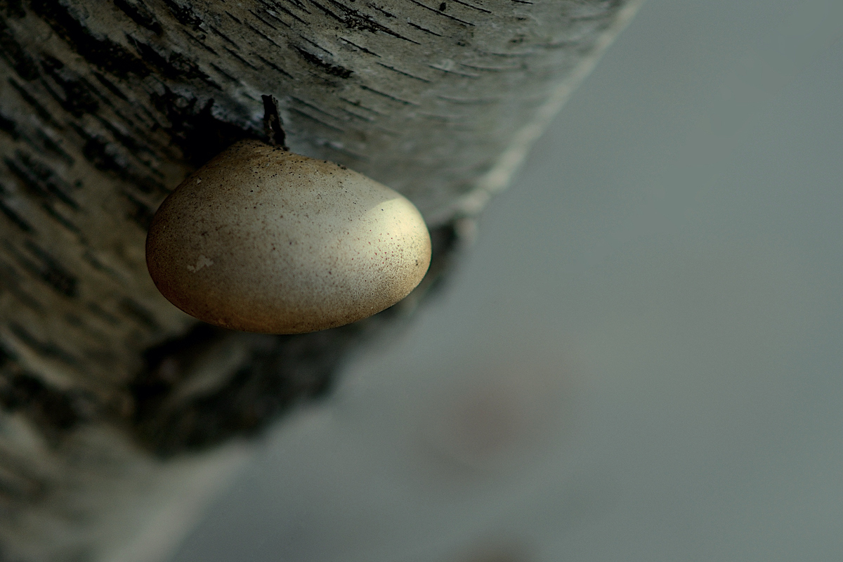 Houba upoutana k brize