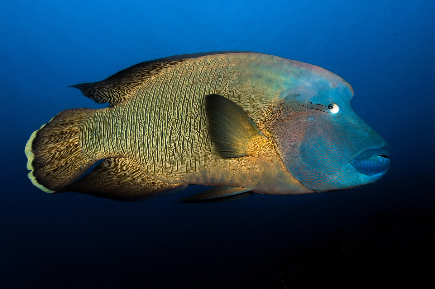 Cheilinus undulatus