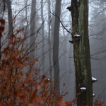 Roztahování - nechte mi mé bílé houby.