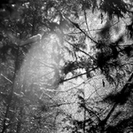 V sousednim smrkovem lese