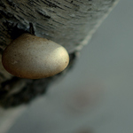 Houba upoutana k brize