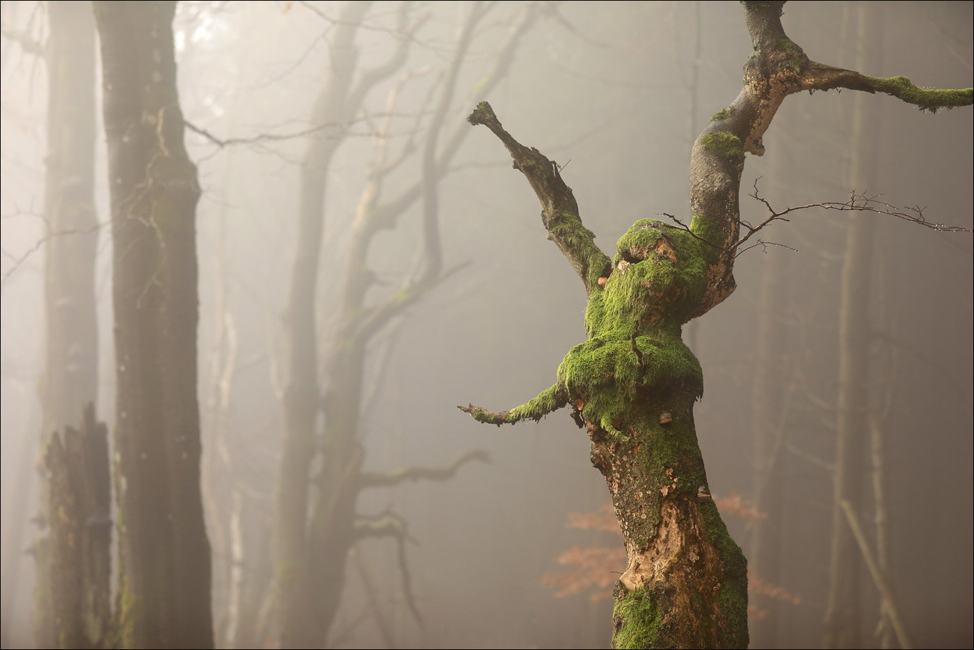 Tanec lesní čarodějnice