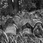 Zahrady ticha a zapomnění....