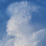 Ledově klidný pankáč