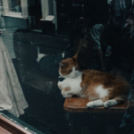 Amsterdamský štamgast