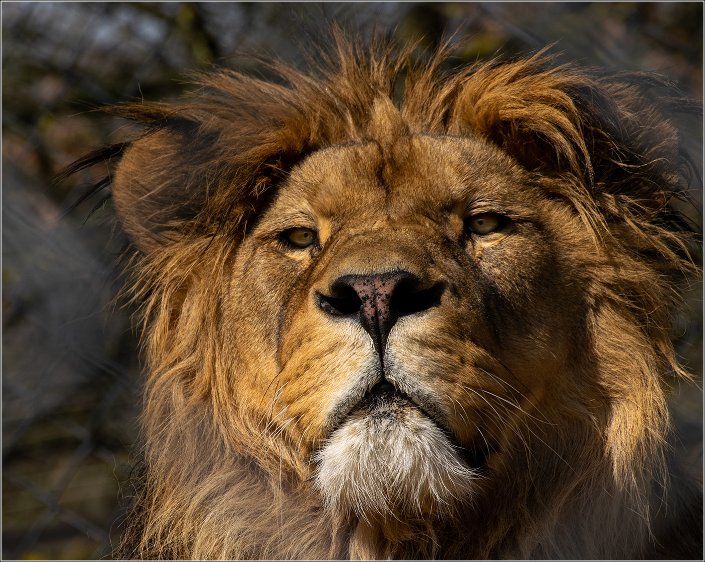 Žádná divočina, jen ZOO ...