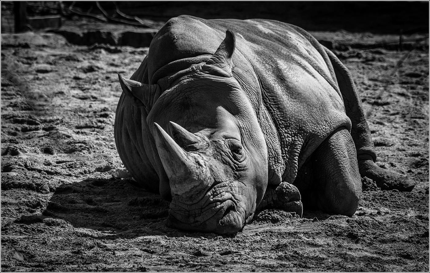 Žádná divočina, jen ZOO ...