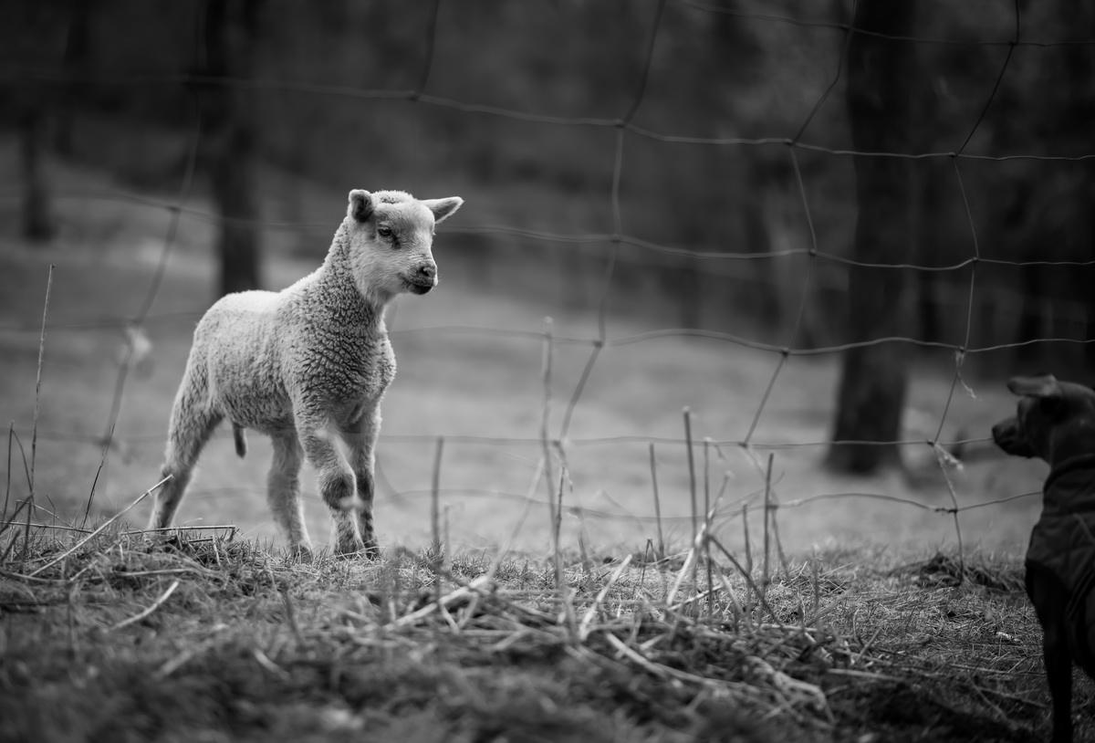 Velikonoční debaty