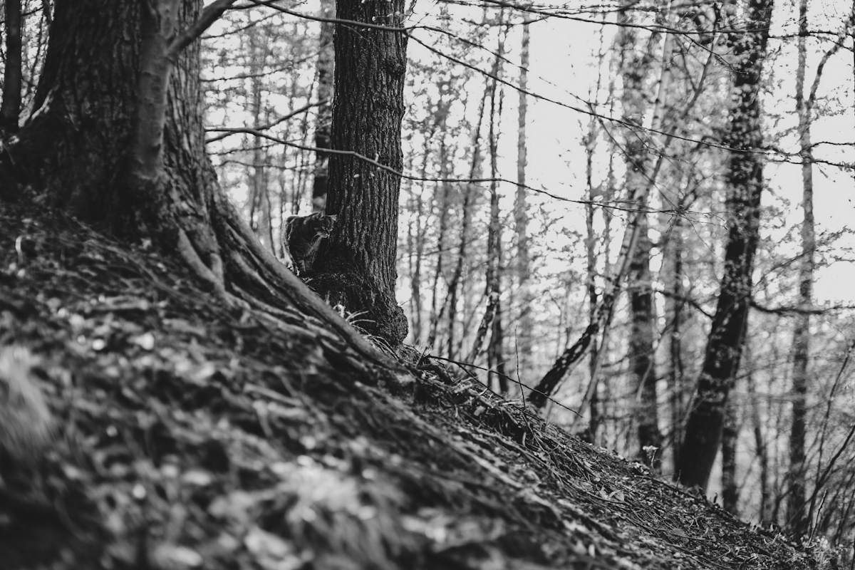 a pak že kočka do přírody nepatří 