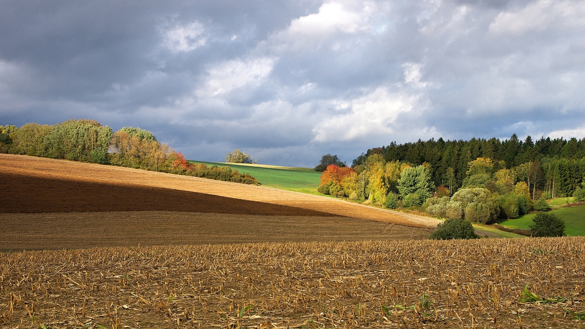 Vysočina u Skřivánku