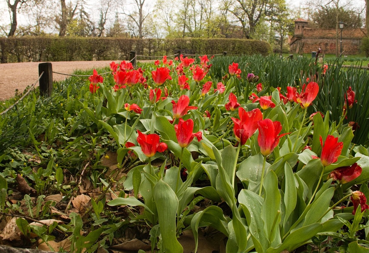 Hlídá tulipány