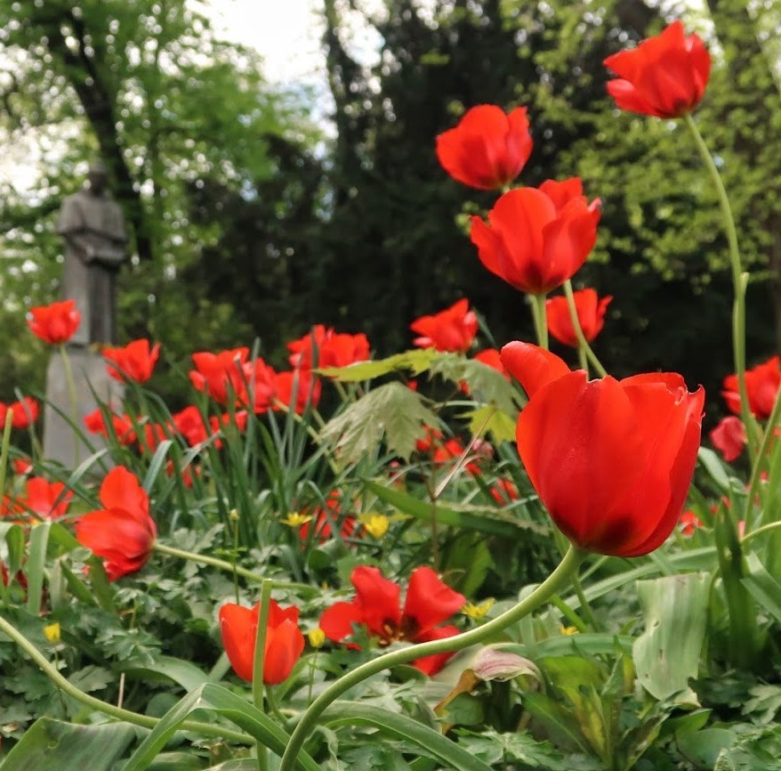 Strážce tulipánů