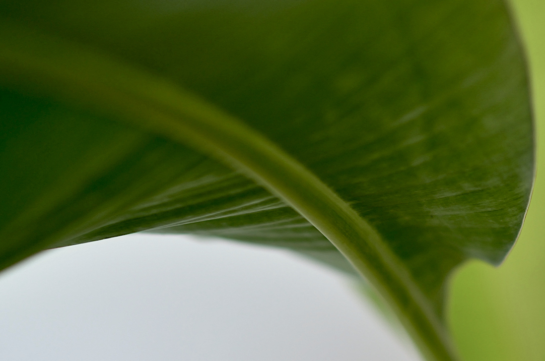 Pod bananovym listem