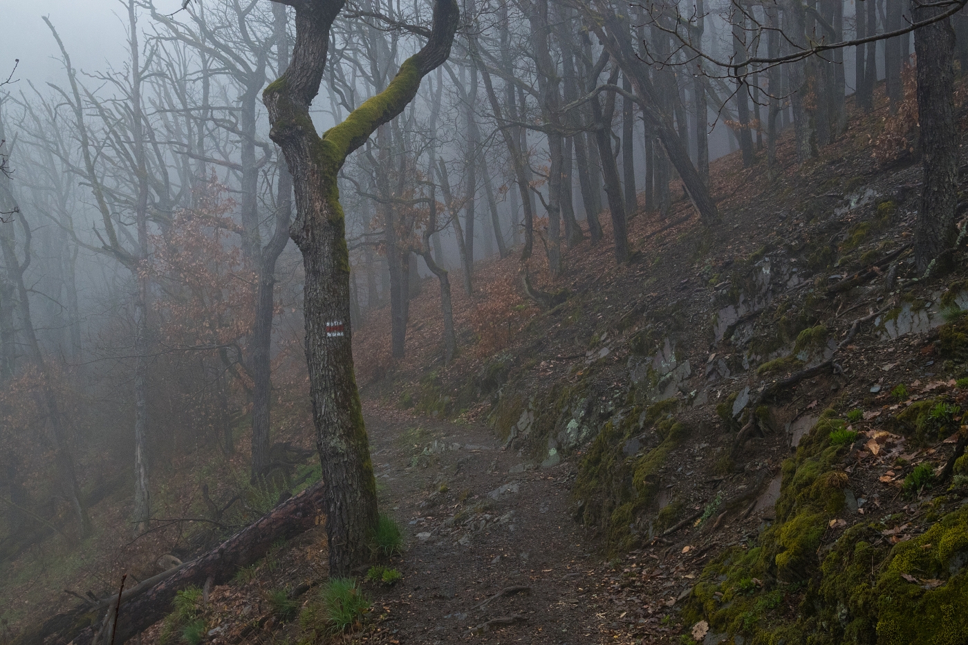 Křivoklátské lesy