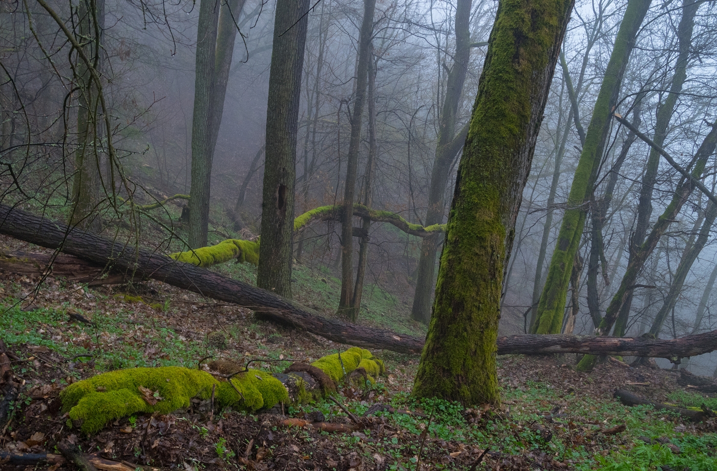 Křivoklátské lesy2