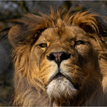 Žádná divočina, jen ZOO ...