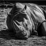 Žádná divočina, jen ZOO ...